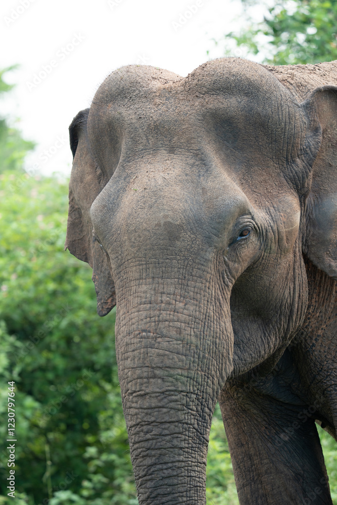 Fototapeta premium close up on eye of an elephant