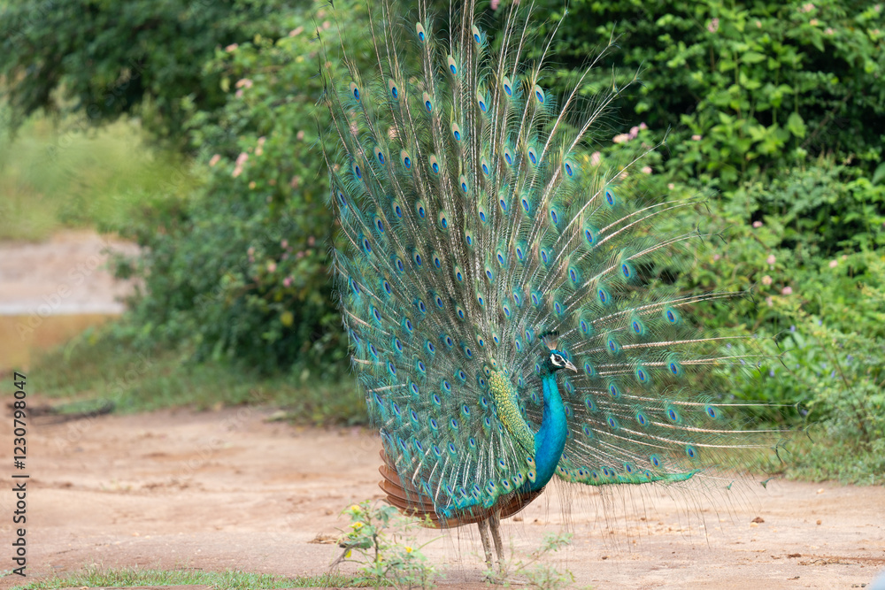 Obraz premium A beautiful peafowl in a park with trees in the background