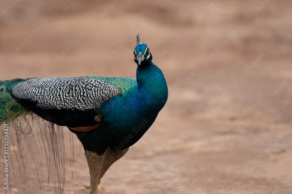 Obraz premium Blue peacock Sri lanka yala park