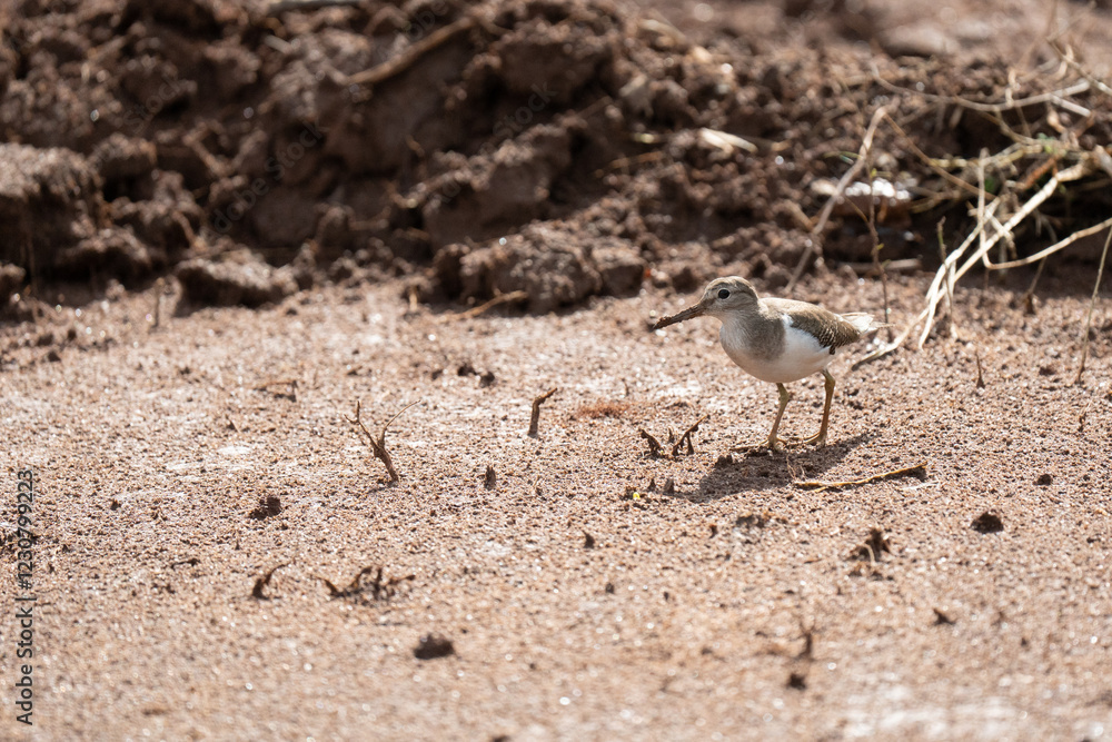 Common sandpiper feeding on the ground in nature Common sandpiper feeding on the ground in nature