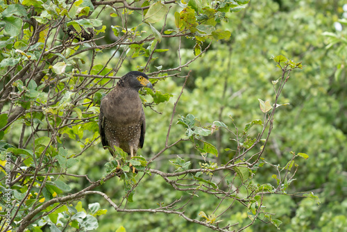 serpent eagle bird looking for the food photo