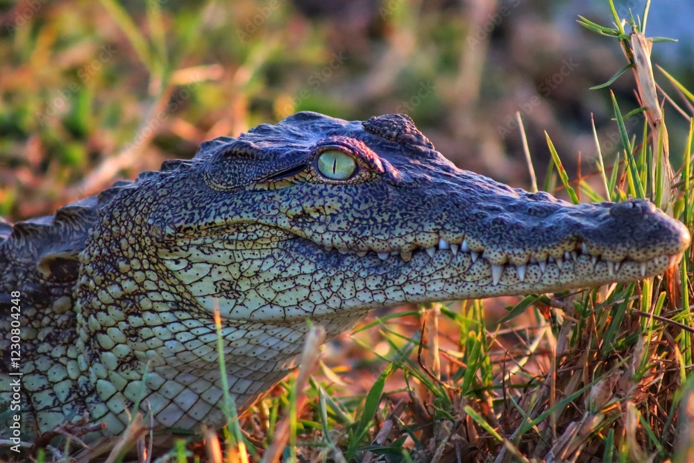 Obraz premium alligator in the swamp