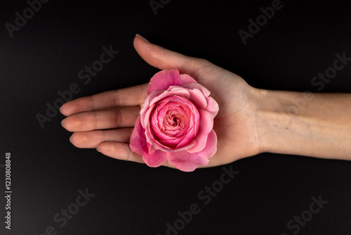 Fotografie on black background on a woman's palm lies a pink peony rose an open bud many pe