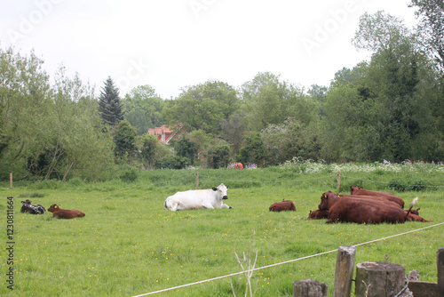 Gressenhall, Dereham, England, June 3, 2021, Views from Gressenhall Farm and Workhouse in Dereham photo