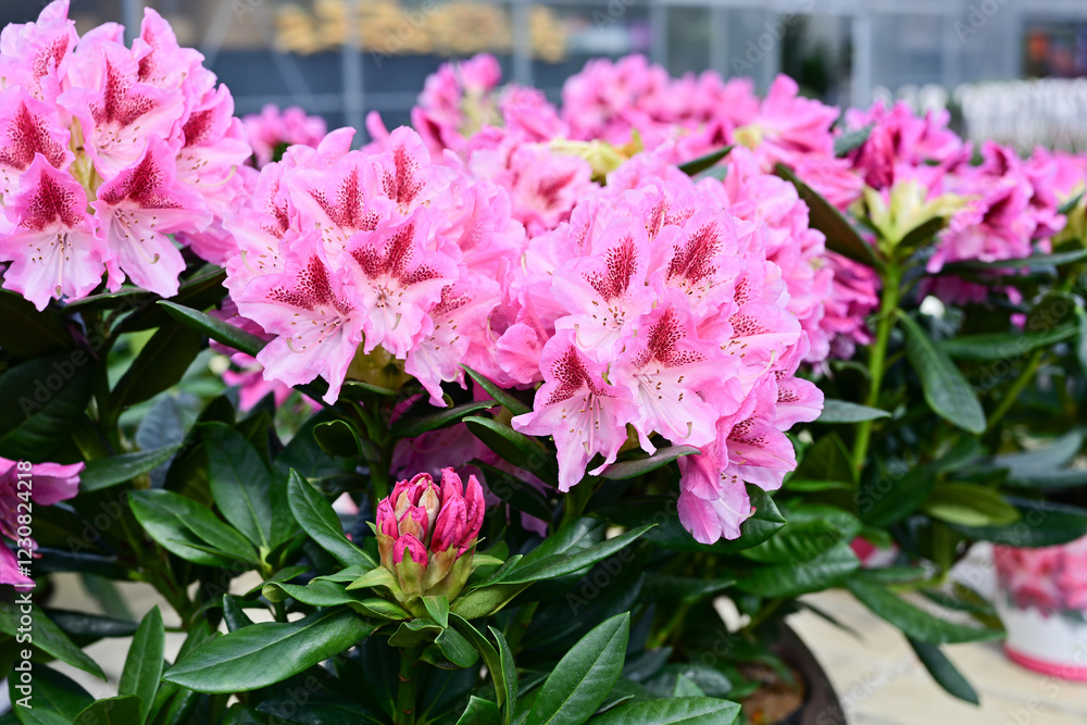 Pink Mountain Rosebay Flowers in Full Bloom.
Close-up of vibrant pink mountain rosebay flowers with lush green leaves, blooming outdoors in a garden setting during spring.
Pink Mountain Rosebay Flowers in Full Bloom.
Close-up of vibrant pink mountain rosebay flowers with lush green leaves, blooming outdoors in a garden setting during spring.