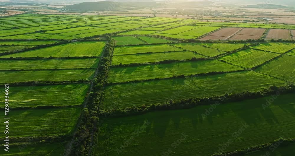 custom made wallpaper toronto digitalSunrays Shining On Vast Vibrant Green Farm Parcel In Central Bulgaria Bio Produce Local Aerial Fly Over