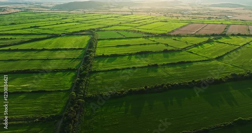 Wallpaper Mural Sunrays Shining On Vast Vibrant Green Farm Parcel In Central Bulgaria Bio Produce Local Aerial Fly Over Torontodigital.ca