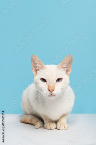 White short hair cat looking at teh camera in a baby blue background