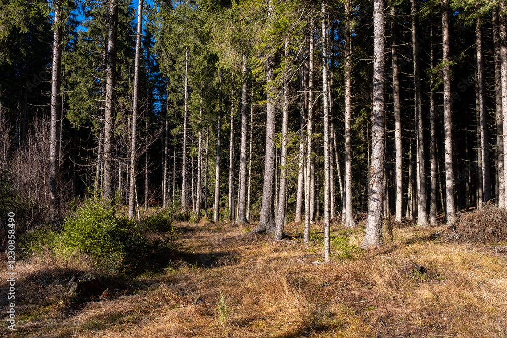 Obraz premium Sunlight dapples a dense coniferous forest floor highlighting the tall slender trunks of the trees
