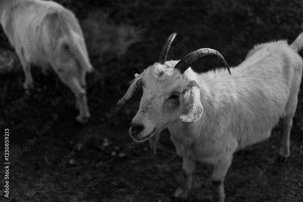 White goat with horns in back and white White goat with horns in back and white