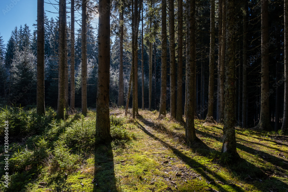 Sunlight streams through a dense coniferous forest casting long shadows on the mossy ground Sunlight streams through a dense coniferous forest casting long shadows on the mossy ground