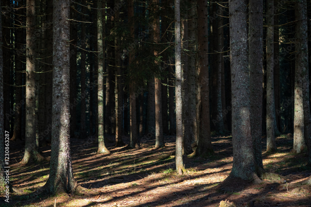 Obraz premium Sunlight filters through a dense coniferous forest illuminating the tall tree trunks and casting long shadows on the forest floor