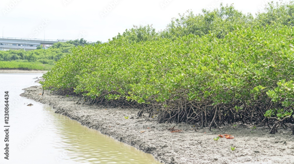 Lush mangrove forest thriving along a calm waterway, showcasing exposed roots and muddy shoreline. Lush mangrove forest thriving along a calm waterway, showcasing exposed roots and muddy shoreline.