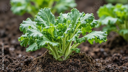Wallpaper Mural Close up of vibrant mustard greens growing in soil showcasing frilly leaves and soil covered base Torontodigital.ca