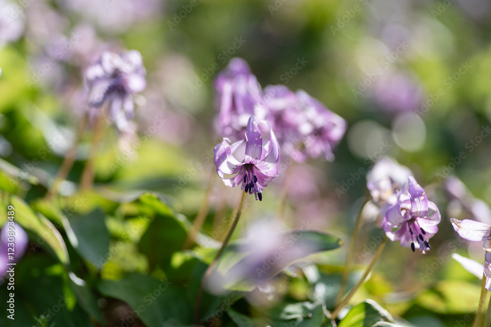 三月が見頃の美しいカタクリの花