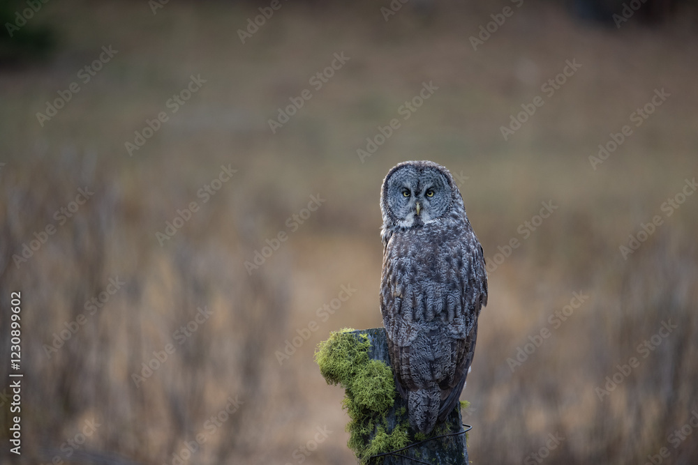 Fototapeta premium Great Gray owl perched on mossy post