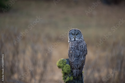 Wallpaper Mural Great Gray owl perched on mossy post Torontodigital.ca
