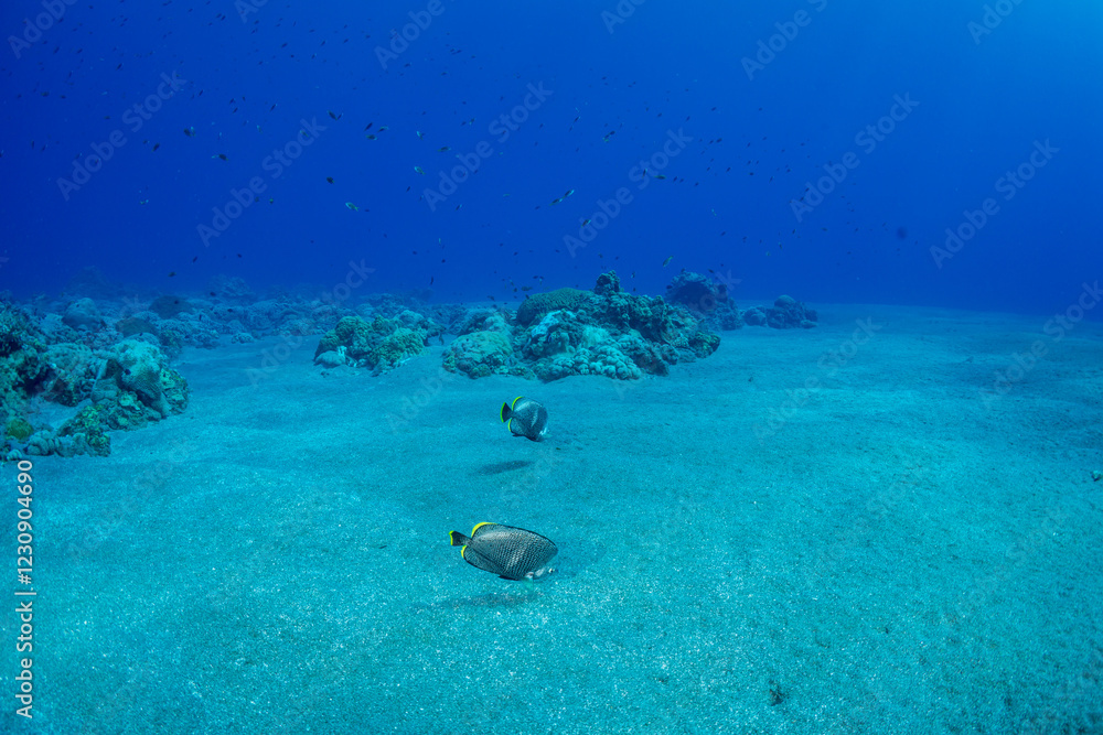 Fototapeta premium ユウゼン 小笠原