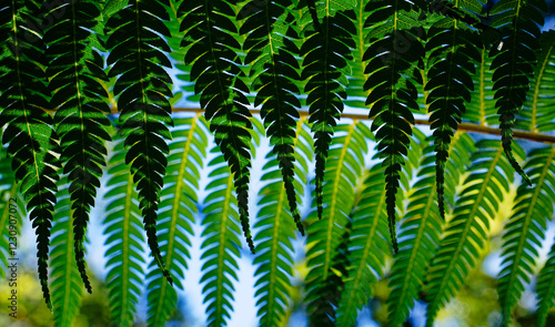 Background: Nature's art, backlit fern leaves overlapping and creating new and unique leaf patterns where they intersect.