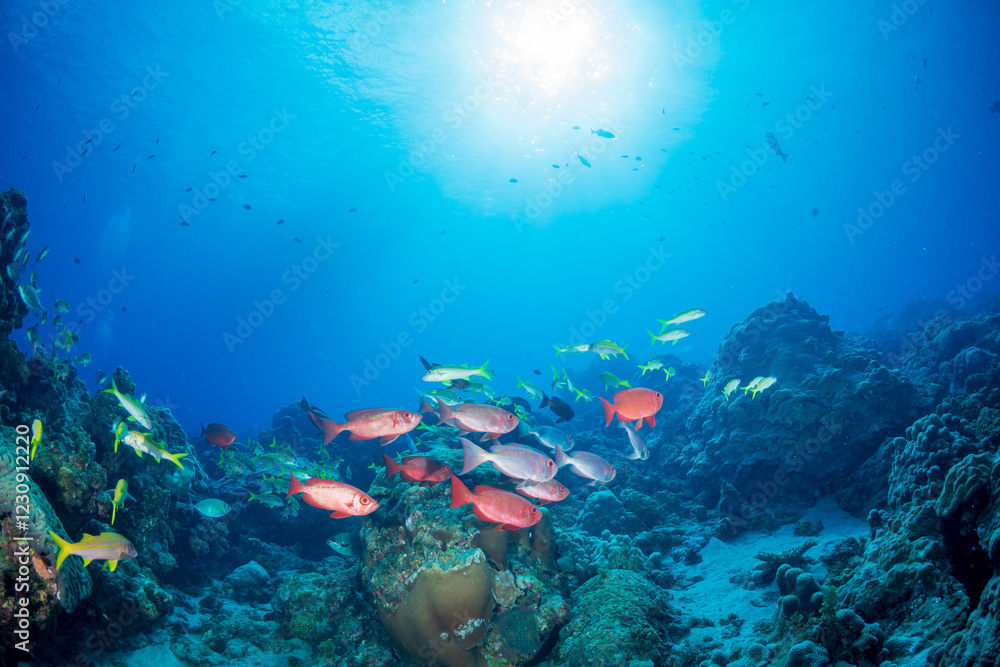 Naklejka premium ホウセキキントキとアカヒメジの群れ 小笠原