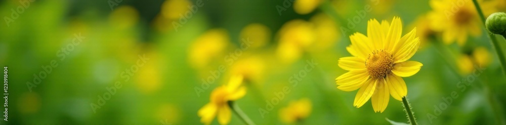Yellow horseradish flowers swaying in the garden breeze, nature, horseradish, bloom Yellow horseradish flowers swaying in the garden breeze, nature, horseradish, bloom