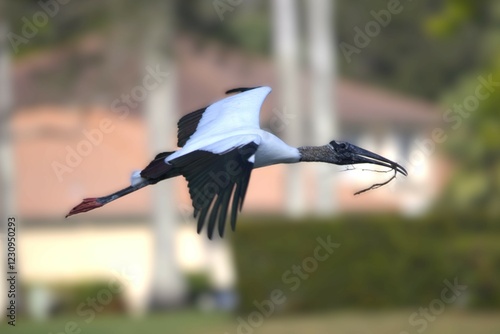 stork flying in the sky