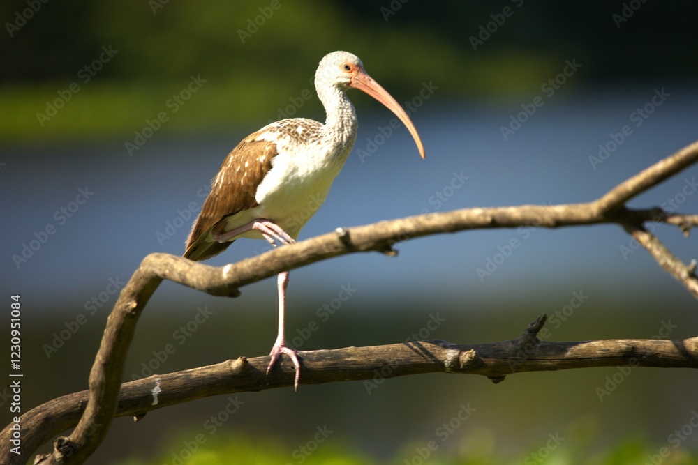 ibis in the branch. ibis in the branch.