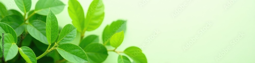 Fototapeta premium Fresh green moringa leaves against a neutral background, green, plant leaves