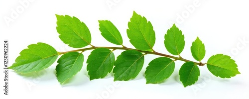 Fresh green branch of Salal Gaultheria Shallon isolated on white background, gaultheria, shallon photo