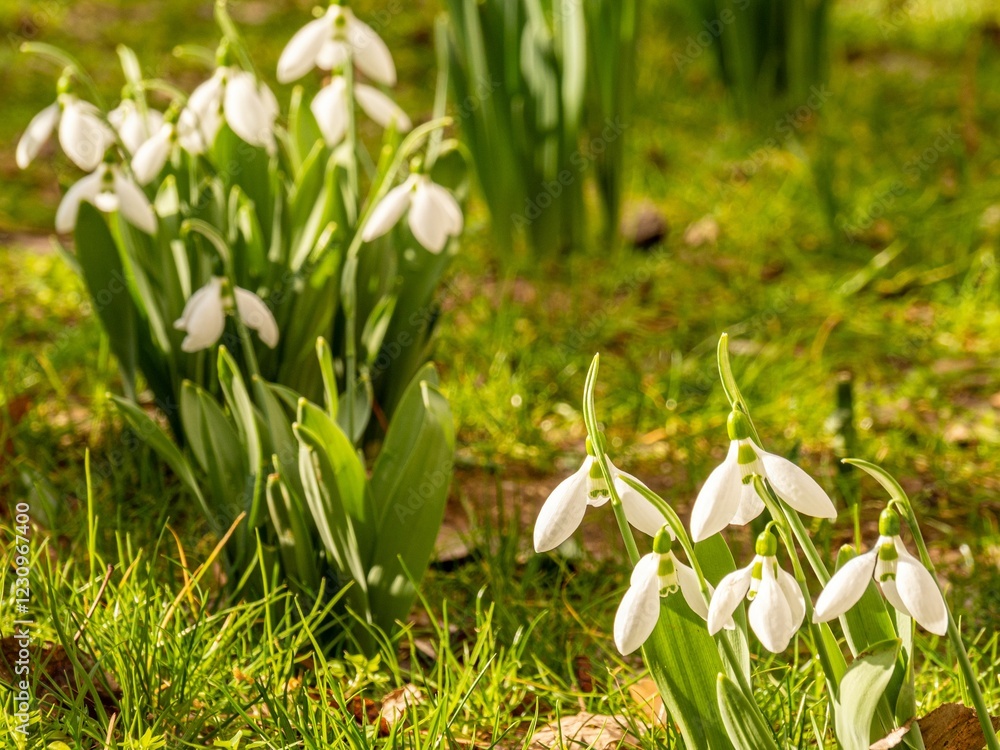 Sunlit snowdrops in early spring garden Sunlit snowdrops in early spring garden