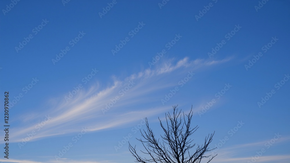Serene Winter Sky with Bare Branches and Cirrus Clouds Serene Winter Sky with Bare Branches and Cirrus Clouds