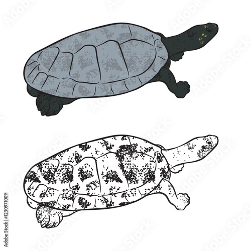 Tracaja, Podocnemis unifilis, is a species of turtle that lives in the Amazon region. Transparent background.