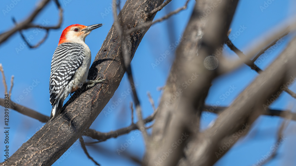 Red-bellied woodpecker perched in a tree. Red-bellied woodpecker perched in a tree.