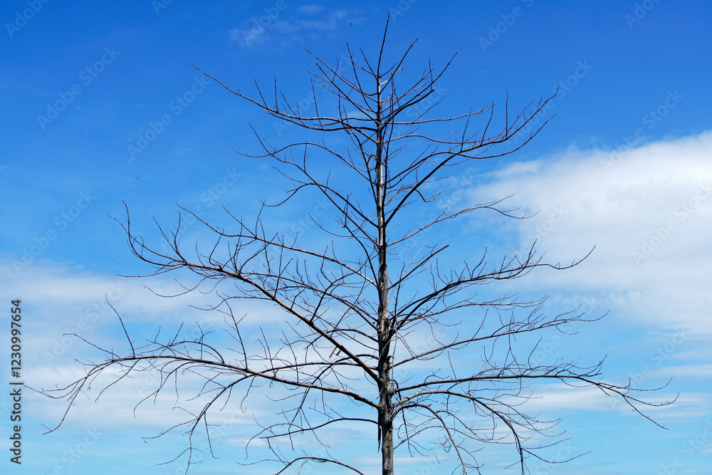 Bare Tree with Twisted Branches Against a Clear Blue Sky Bare Tree with Twisted Branches Against a Clear Blue Sky
