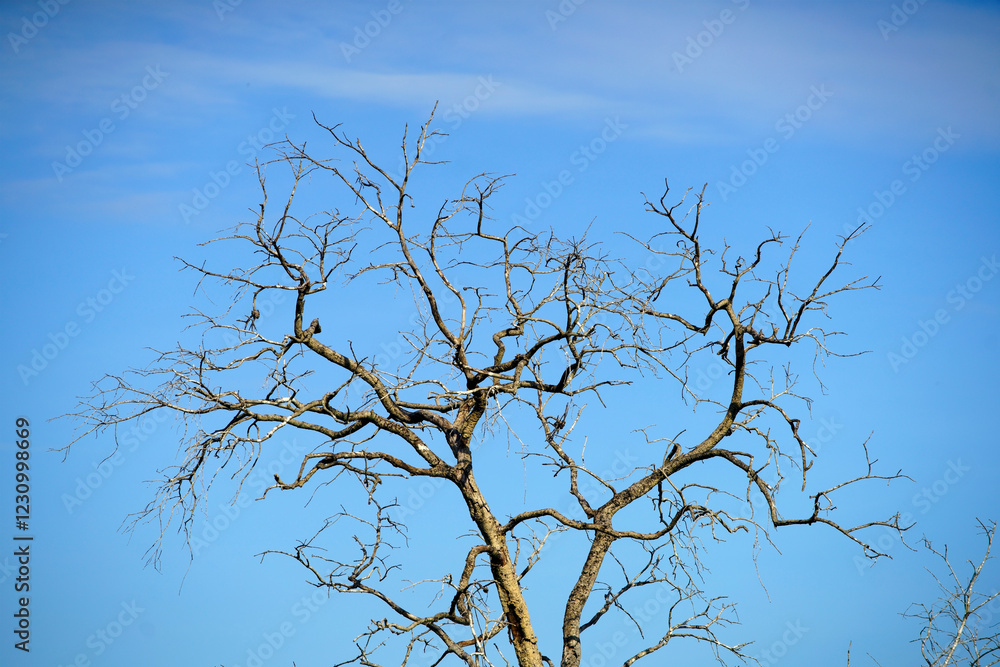 Bare Tree Branches Against Clear Blue Sky in Natural Landscape Bare Tree Branches Against Clear Blue Sky in Natural Landscape