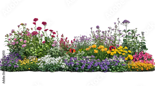 Fototapeta Naklejka Na Ścianę i Meble -  Colorful flower bed blooming on transparent background
