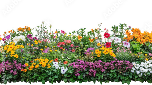 Fototapeta Naklejka Na Ścianę i Meble -  Colorful flower bed blooming with various flowers on transparent background