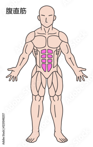 腹直筋、腹筋、人体の筋肉図