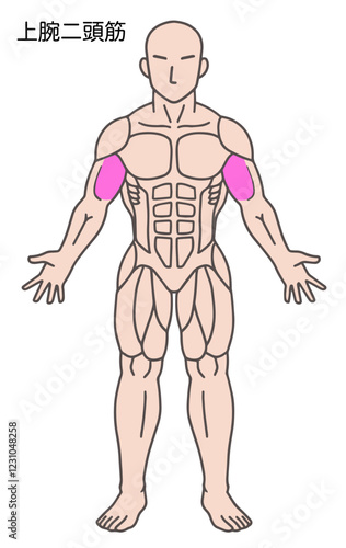 上腕二頭筋、人体の筋肉図