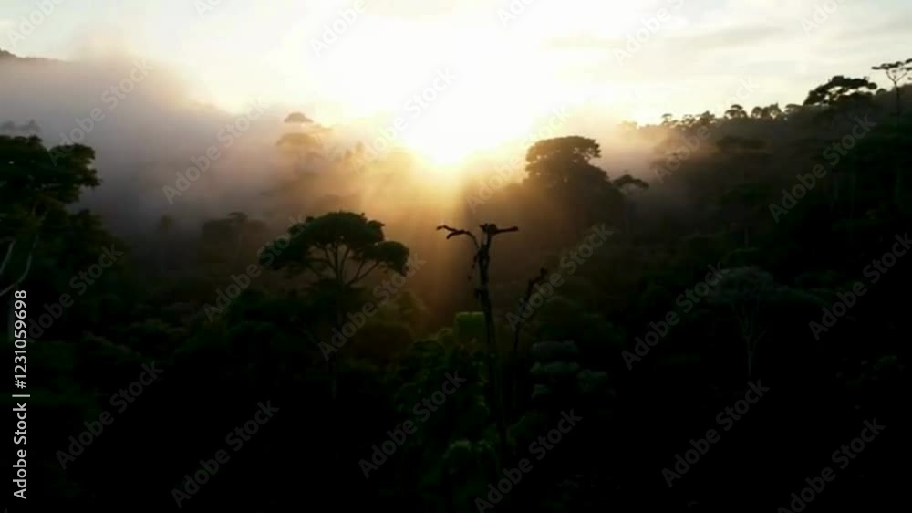 A stunning and enchanting sunrise unfolds within the forest. The sun's rays penetrate the fog-laden trees, revealing the mystical essence of the rainforest A stunning and enchanting sunrise unfolds within the forest. The sun's rays penetrate the fog-laden trees, revealing the mystical essence of the rainforest