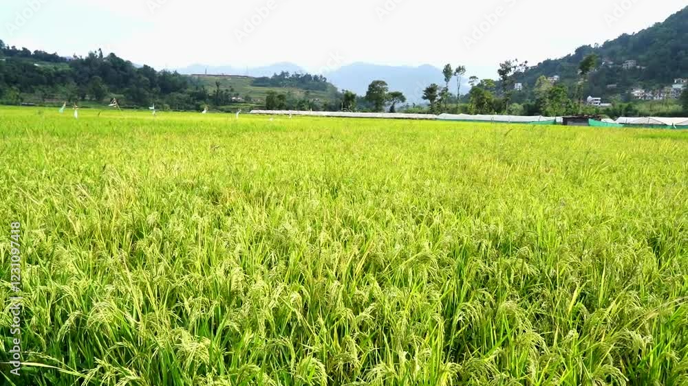 aerial view of paddy farmland in Lalitpur, Nepal. aerial view of paddy farmland in Lalitpur, Nepal.