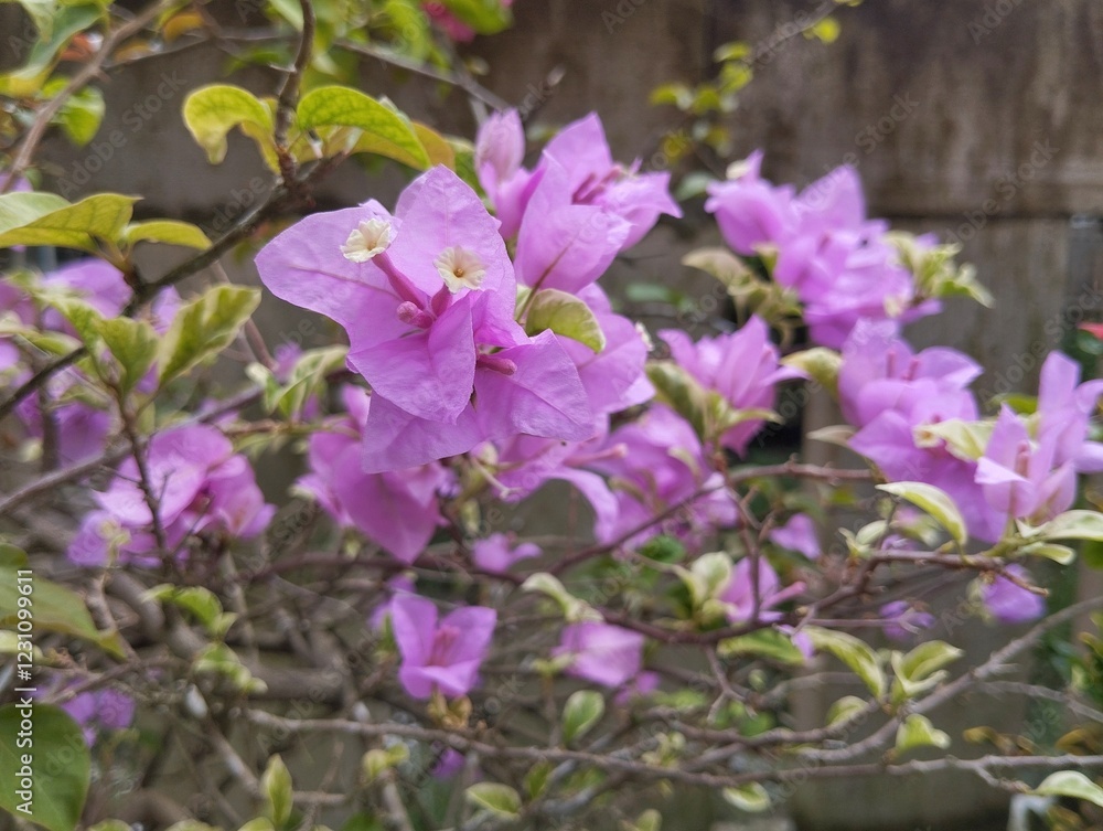 Bougenville pink flower blossom in outdoor garden, Floral home decoration Bougenville pink flower blossom in outdoor garden, Floral home decoration