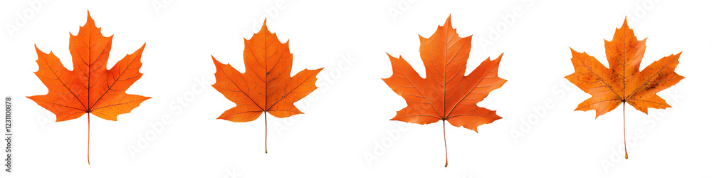 Close up of vibrant vivid orange and red autumn maple leaves arranged in a natural scenic display Striking fall foliage colors in a seasonal natural environment backdrop Close up of vibrant vivid orange and red autumn maple leaves arranged in a natural scenic display Striking fall foliage colors in a seasonal natural environment backdrop