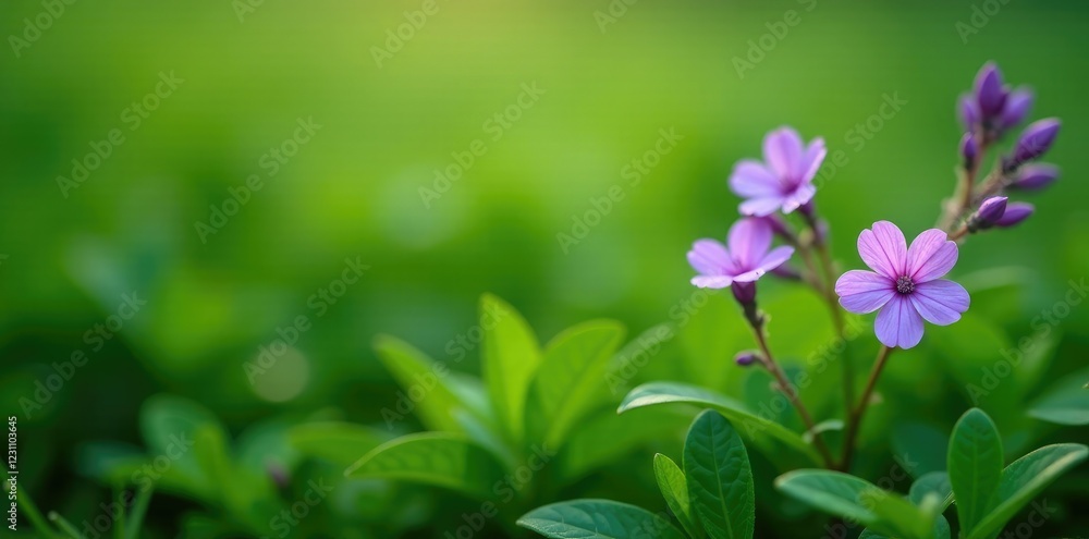 Small clusters of purple flowers on a lush green background, plant life, nature Small clusters of purple flowers on a lush green background, plant life, nature