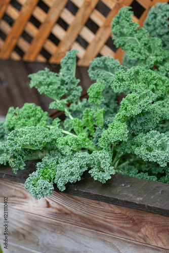 Wallpaper Mural Salad made from young sprouted kale growing in a raised bed in a home garden. Cabbage leaf in agriculture and harvesting , brown wooden fence background Torontodigital.ca