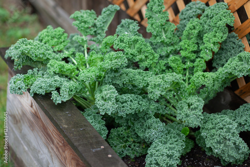 Wallpaper Mural Salad made from young sprouted kale growing in a raised bed in a home garden. Cabbage leaf in agriculture and harvesting , brown wooden fence background Torontodigital.ca