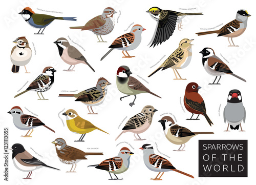 Birds Sparrows of the World Set Cartoon Vector Character