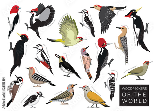Birds Woodpeckers of the World Set Cartoon Vector Character
