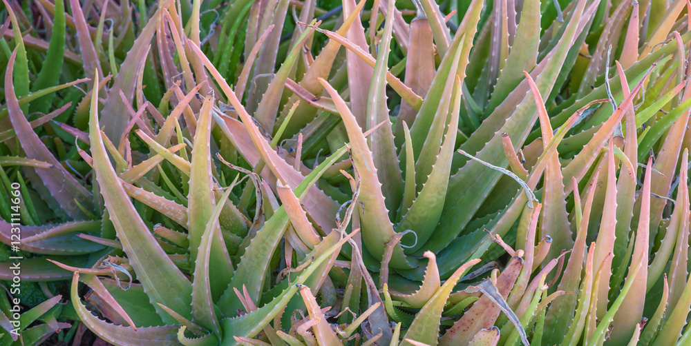 Obraz premium Closeup of Pastel Red and Green Aloe Plants in Sunlight.