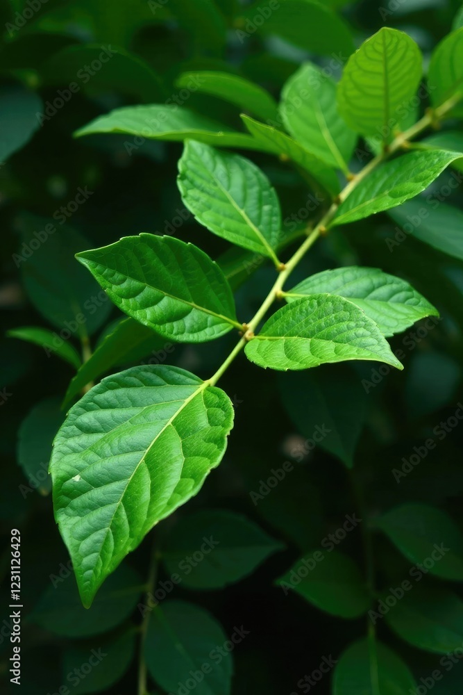 Dark green leaves with intricate veins, tamarind tree branches, botanical, tropical, nature Dark green leaves with intricate veins, tamarind tree branches, botanical, tropical, nature